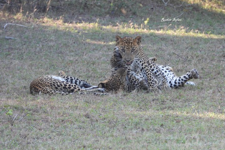 Yala National Park Half-Day Special Leopard & Elephant Safari