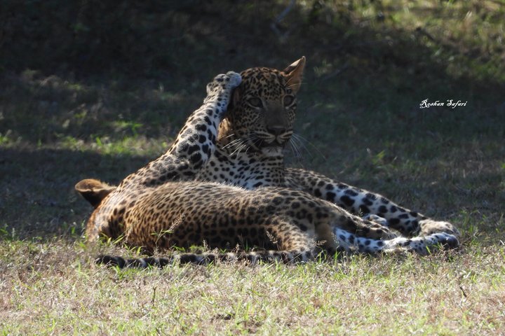 Yala National Park Half-Day Special Leopard & Elephant Safari