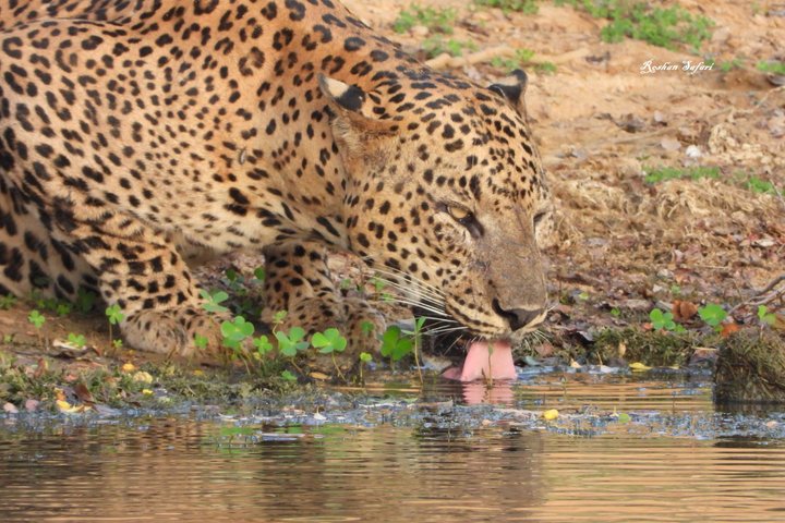Yala National Park Half-Day Special Leopard & Elephant Safari