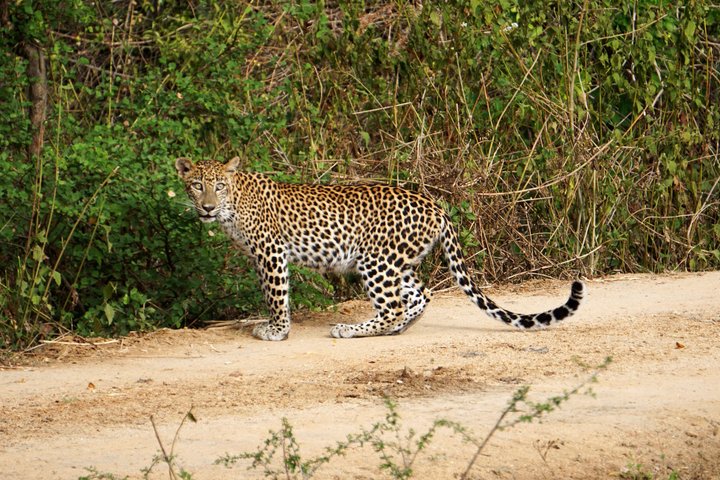 Yala National Park Half-Day Special Leopard & Elephant Safari