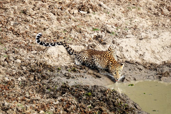 Yala National Park Half-Day Special Leopard & Elephant Safari