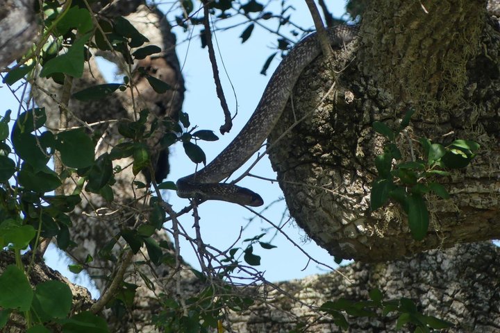 Yala National Park Half-Day Special Leopard & Elephant Safari