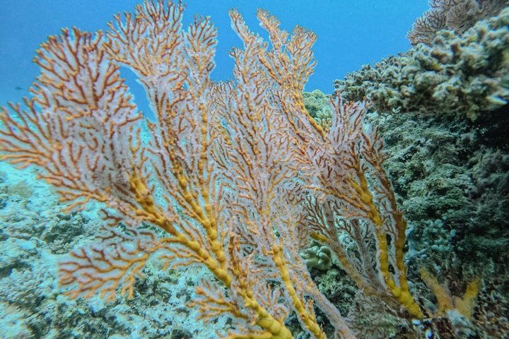 Private Snorkeling Gili Island Including GoPro Camera
