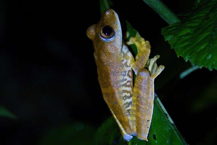 6-Day Amazon Odyssey: Private Amacayacu Ancestral Expedition