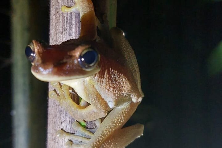 6-Day Amazon Odyssey: Private Amacayacu Ancestral Expedition