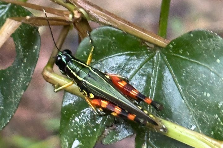 6-Day Amazon Odyssey: Private Amacayacu Ancestral Expedition