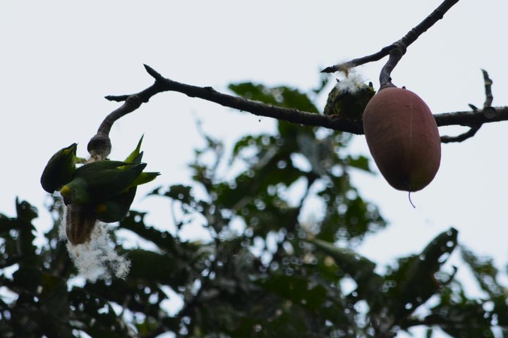 6-Day Amazon Odyssey: Private Amacayacu Ancestral Expedition