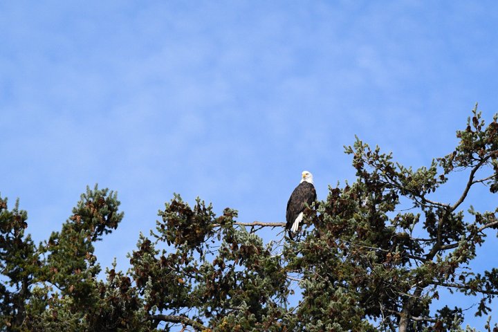 Whale Watching from Friday Harbor