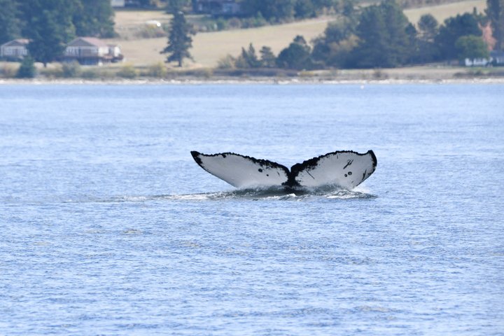 Whale Watching from Friday Harbor