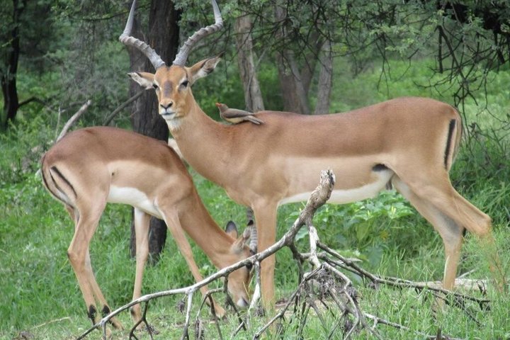 2 Day City Safari Game Drive and Scenic Boat Cruise