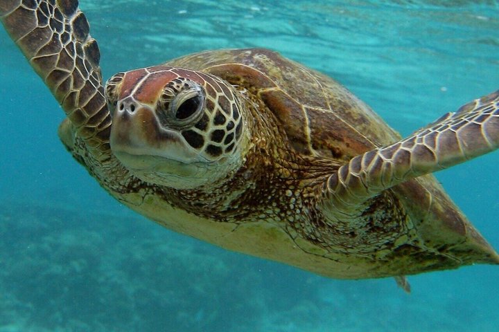 Swimming with Sea Turtles and Jozani Forest in Zanzibar