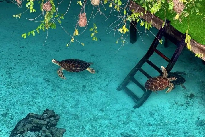 Swimming with Sea Turtles and Jozani Forest in Zanzibar