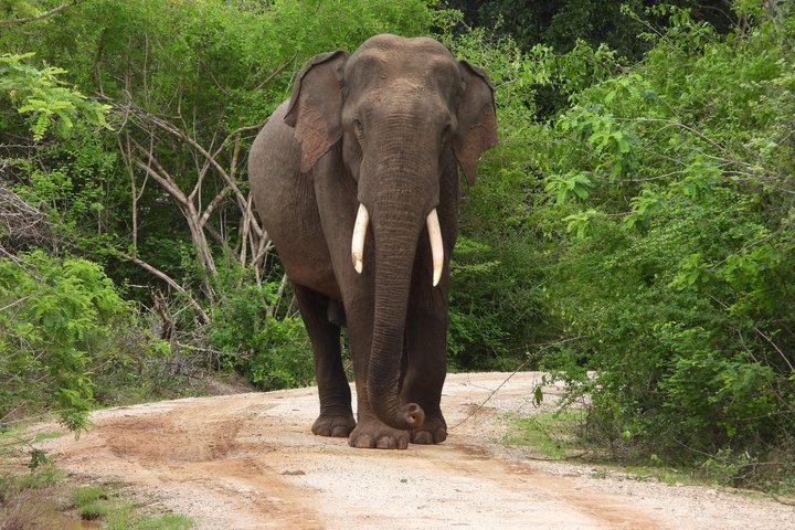 Yala National Park Half-Day Special Leopard & Elephant Safari