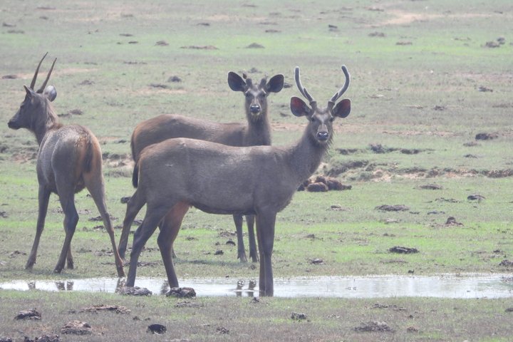 Yala National Park Half-Day Special Leopard & Elephant Safari