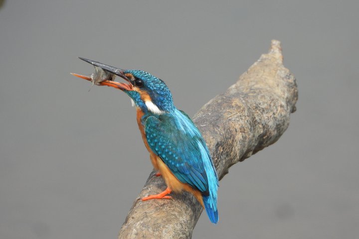 Yala National Park Half-Day Special Leopard & Elephant Safari
