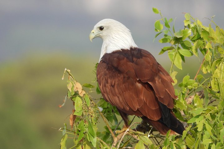 Yala National Park Half-Day Special Leopard & Elephant Safari