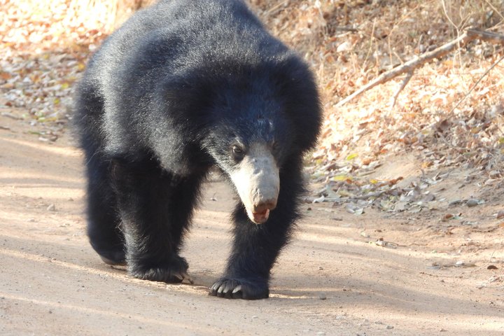Yala National Park Half-Day Special Leopard & Elephant Safari