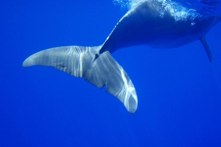 Wild Dolphin Swim & Responsible Whale Watching with Transport