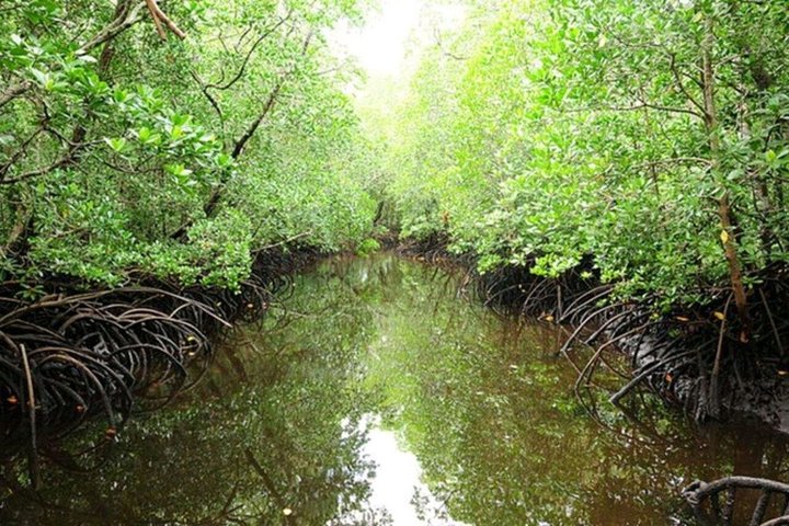 Swimming with Sea Turtles and Jozani Forest in Zanzibar