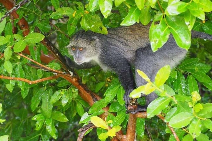 Swimming with Sea Turtles and Jozani Forest in Zanzibar