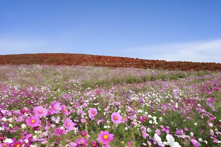 Ibaraki: Private Customizable Tour with Local Guide