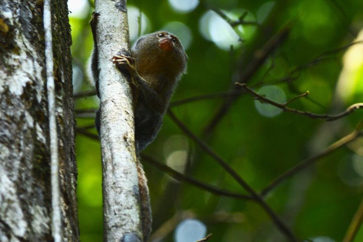 6-Day Amazon Odyssey: Private Amacayacu Ancestral Expedition