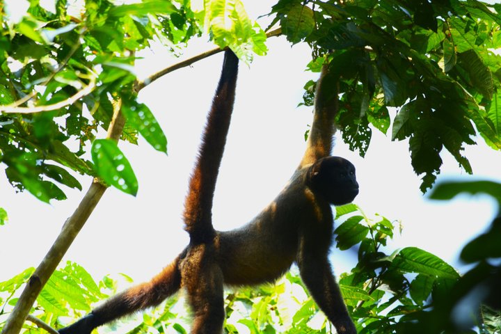 6-Day Amazon Odyssey: Private Amacayacu Ancestral Expedition