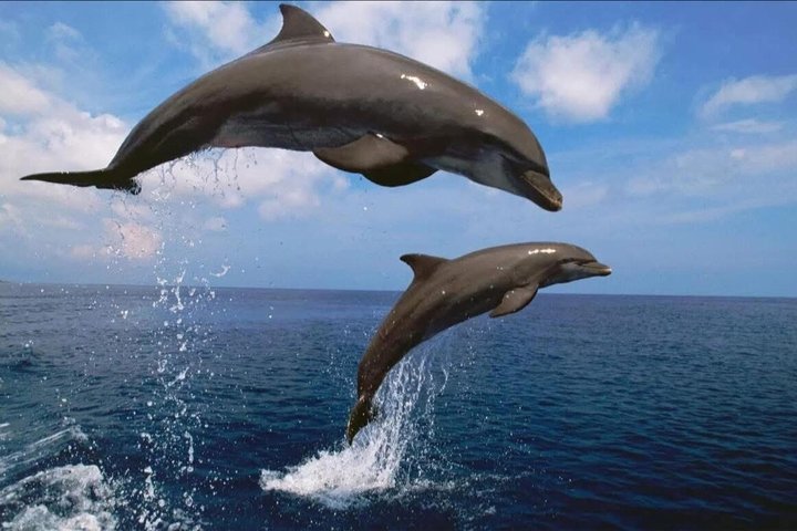 Wild Dolphin Tours and Sunset Cruises in Outer Banks, NC