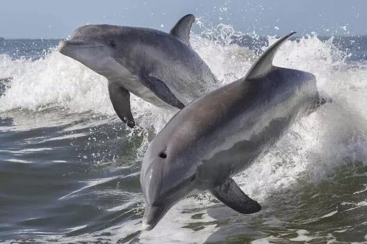 Wild Dolphin Tours and Sunset Cruises in Outer Banks, NC