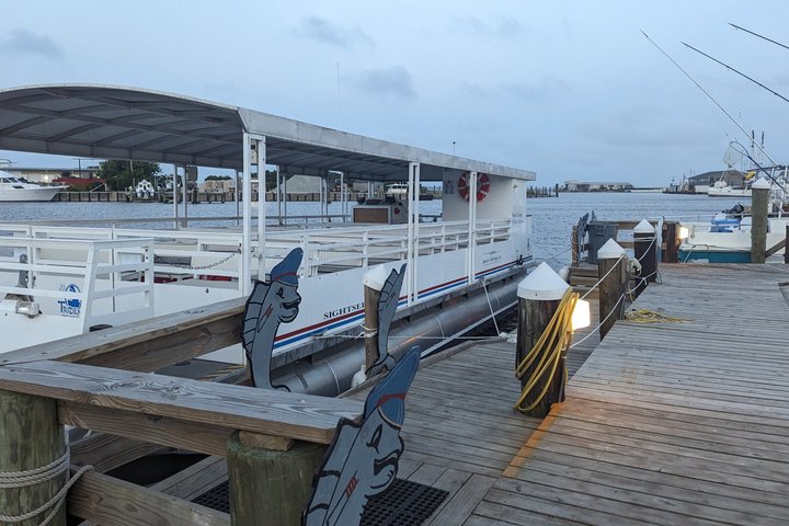 Wild Dolphin Tours and Sunset Cruises in Outer Banks, NC