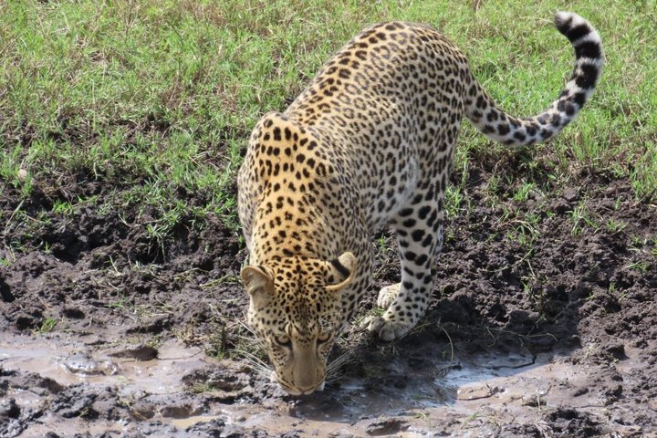 2-Day Zanzibar to Mikumi Safari by SGR Train