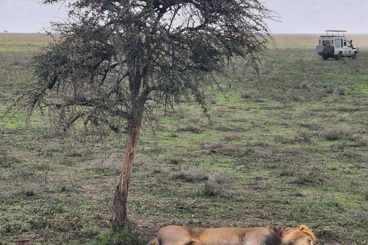 2-Day Zanzibar to Mikumi Safari by SGR Train