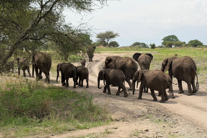 2-Day Zanzibar to Mikumi Safari by SGR Train