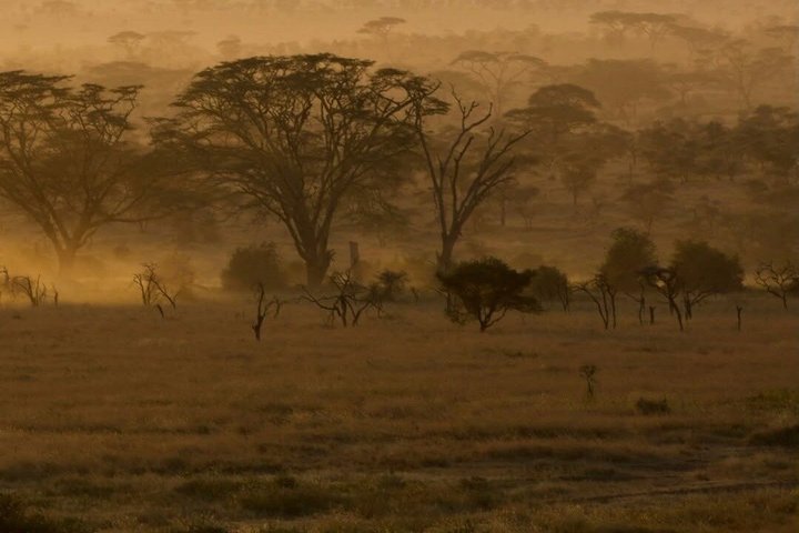 2-Day Zanzibar to Mikumi Safari by SGR Train