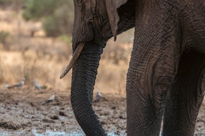 2-Day Zanzibar to Mikumi Safari by SGR Train