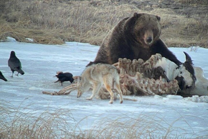 Private Yellowstone Lower Loop Sites & Wildlife Tour from Bozeman