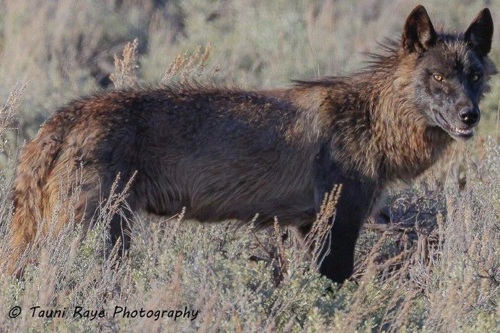 Private Yellowstone Lower Loop Sites & Wildlife Tour from Bozeman
