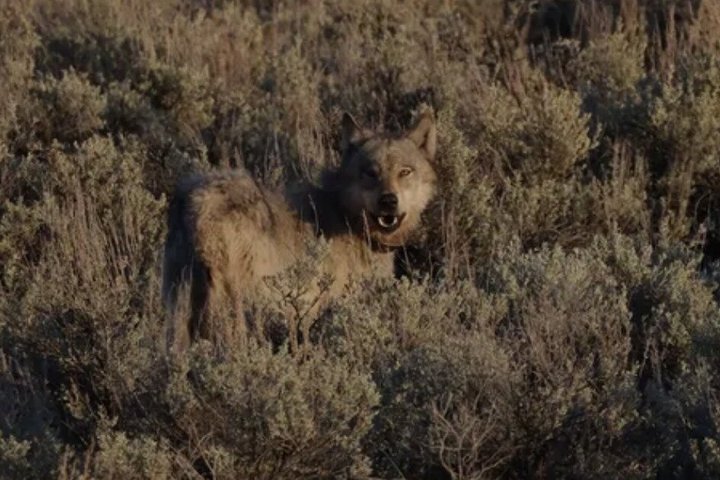 Private Yellowstone Lower Loop Sites & Wildlife Tour from Bozeman