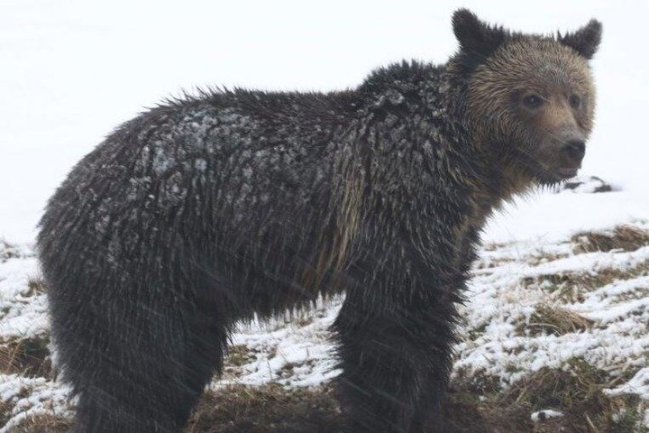 Private Yellowstone Lower Loop Sites & Wildlife Tour from Bozeman
