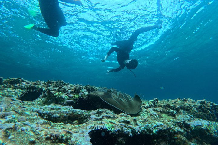 Guided Snorkelling Tour in Jervis Bay