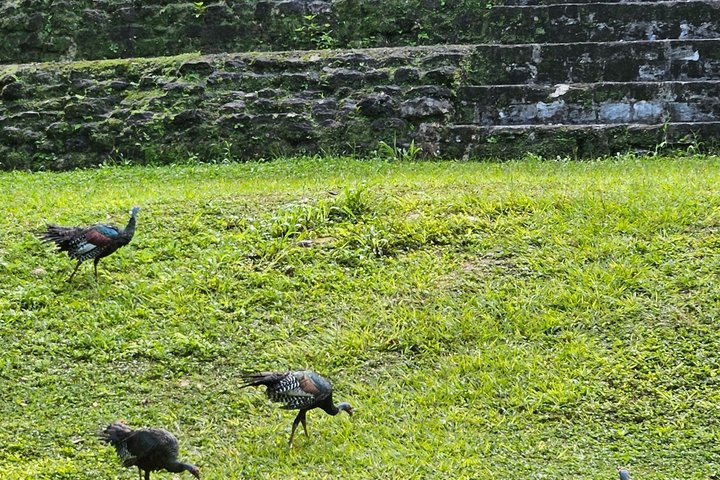 All Inclusive Tikal Tour from Flores and Airport