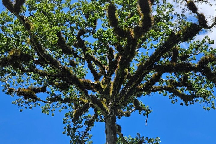 All Inclusive Tikal Tour from Flores and Airport