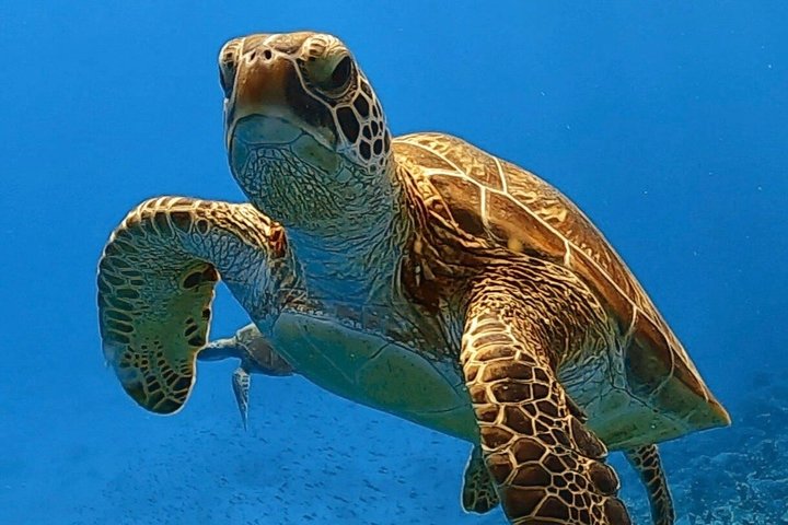 Explore Sesoko Island with Private Snorkeling Tour