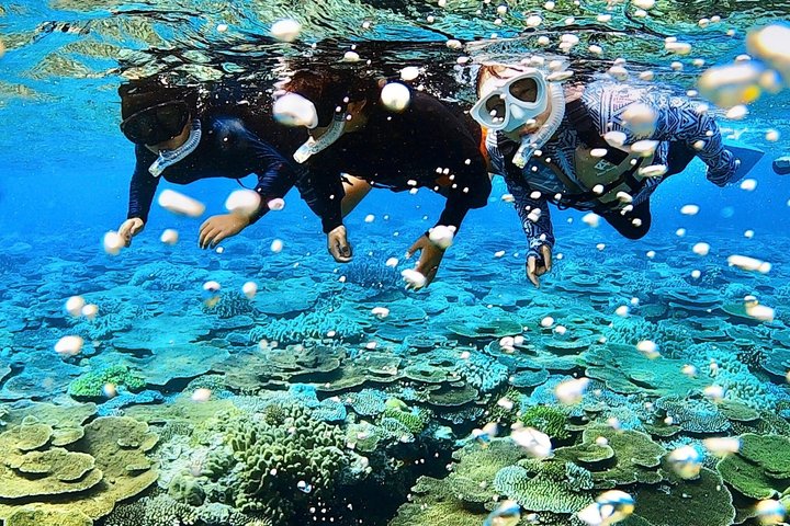 Explore Sesoko Island with Private Snorkeling Tour