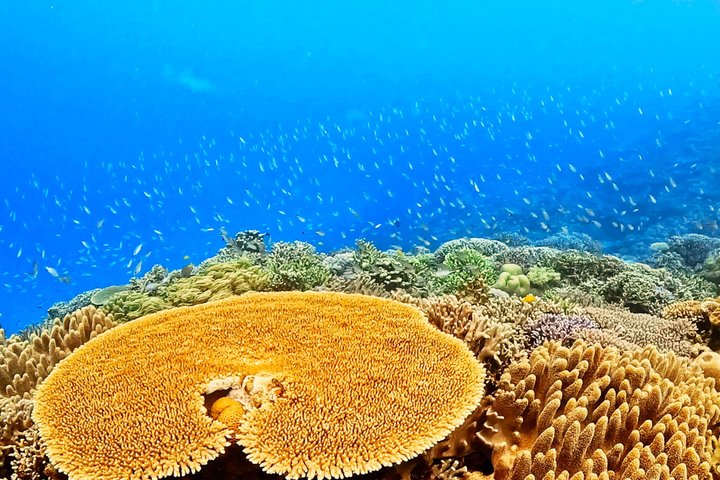 Explore Sesoko Island with Private Snorkeling Tour