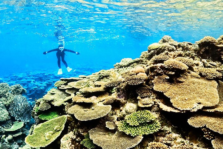 Explore Sesoko Island with Private Snorkeling Tour