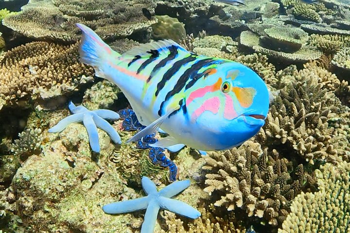 Explore Sesoko Island with Private Snorkeling Tour