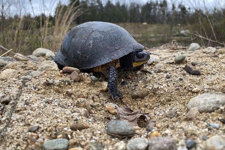 Nature Bike Tour: Biking Adventure Along The NH Greenway Rail