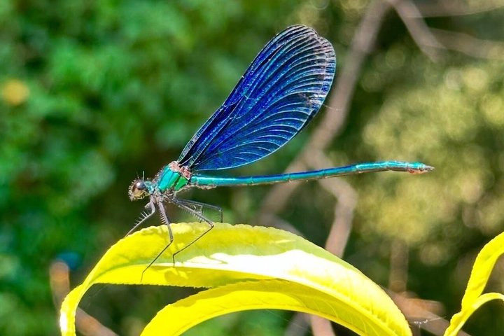 Blue Eye and Gjirokaster, Half Day Tour with Food & Drinks