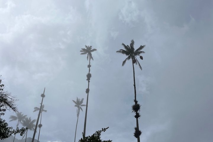 Cocora, Salento and Filandia Tour